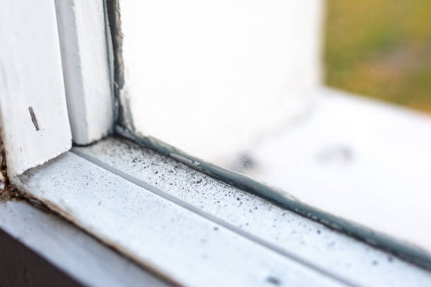Best Industrial Mold Remediation  in Rincon Valley, AZ