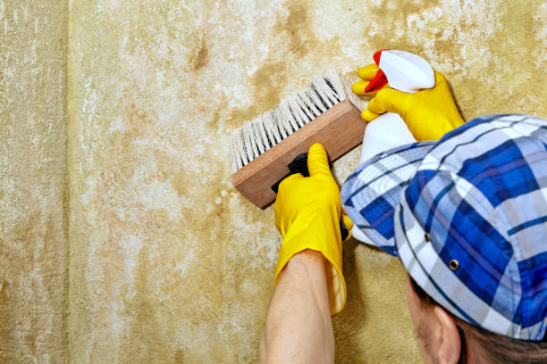 Best Air Quality Testing for Mold Spores  in Rincon Valley, AZ