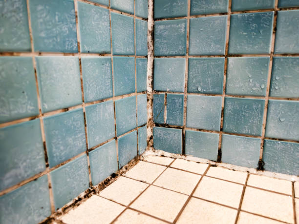 Best Commercial Mold Inspection  in Rincon Valley, AZ