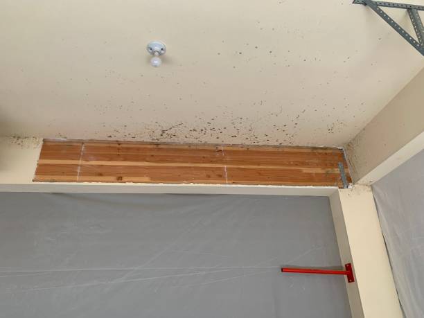 Professional Mold Removal in Rincon Valley, AZ