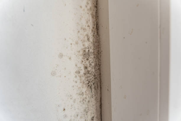 Best Airborne Mold Testing  in Rincon Valley, AZ